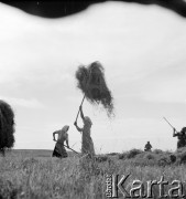 1952, Wilkowice, Polska
Sianokosy.
Fot. Irena Jarosińska, zbiory Ośrodka KARTA