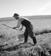 1952, Wilkowice, Polska
Sianokosy - kosiarz w polu
Fot. Irena Jarosińska, zbiory Ośrodka KARTA