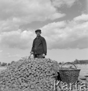 lata 50-te, Nieczajna, Polska
Sadzenie ziemniaków.
Fot. Irena Jarosińska, zbiory Ośrodka KARTA