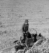 lata 50-te, Nieczajna, Polska
Sadzenie ziemniaków.
Fot. Irena Jarosińska, zbiory Ośrodka KARTA