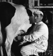 lata 50., Kokoszkowy (Rolnicza Spółdzielnia Produkcyjna Zdobycz Chłopska), Polska
Oborowy doi krowę
Fot. Irena Jarosińska, zbiory Ośrodka KARTA
