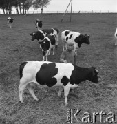 lata 50., Kokoszkowy (Rolnicza Spółdzielnia Produkcyjna Zdobycz Chłopska), Polska
Oborowy
Fot. Irena Jarosińska, zbiory Ośrodka KARTA