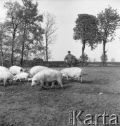 lata 50., Kokoszkowy (Rolnicza Spółdzielnia Produkcyjna Zdobycz Chłopska), Polska
Chlewmistrz ze świniami w okólniku
Fot. Irena Jarosińska, zbiory Ośrodka KARTA