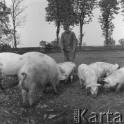 lata 50., Kokoszkowy (Rolnicza Spółdzielnia Produkcyjna Zdobycz Chłopska), Polska
Chlewmistrz ze świniami w okólniku
Fot. Irena Jarosińska, zbiory Ośrodka KARTA