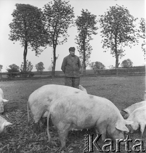 lata 50., Kokoszkowy (Rolnicza Spółdzielnia Produkcyjna Zdobycz Chłopska), Polska
Chlewmistrz ze świniami w okólniku
Fot. Irena Jarosińska, zbiory Ośrodka KARTA