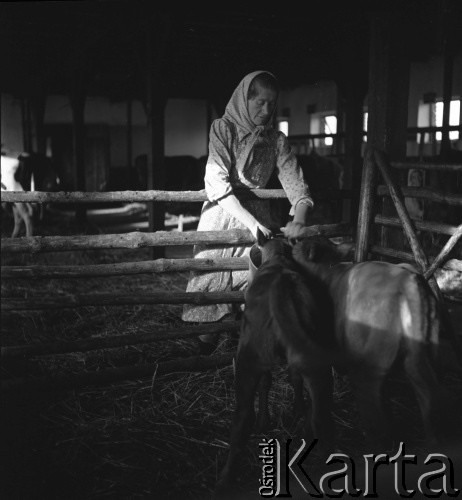1953, Spółdzielnia Produkcyjna Dębno, okolice Łańcuta, Polska
Aniela Pysz poi cielaki
Fot. Irena Jarosińska, zbiory Ośrodka KARTA
