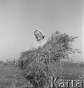 1953, Spółdzielnia Produkcyjna Dębno, okolice Łańcuta, Polska
Brygadzistka Józefa Bździuch
Fot. Irena Jarosińska, zbiory Ośrodka KARTA
