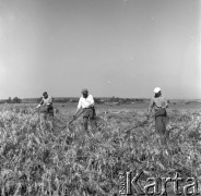 1953, Spółdzielnia Produkcyjna Dębno, okolice Łańcuta, Polska
Członkowie brygady polowej (kosiarze: Szklany, Białowąs, Bartnik) koszą mieszankę.
Fot. Irena Jarosińska, zbiory Ośrodka KARTA