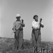 1953, Spółdzielnia Produkcyjna Dębno, okolice Łańcuta, Polska
Członkowie brygady polowej, kosiarze Białowąs, Bartnik ostrzą kosy
Fot. Irena Jarosińska, zbiory Ośrodka KARTA