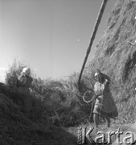 1953, Spółdzielnia Produkcyjna Dębno, okolice Łańcuta, Polska
Omłoty - wiązanie słomy
Fot. Irena Jarosińska, zbiory Ośrodka KARTA