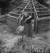 lata 50., Spółdzielnia Produkcyjna w Mrezinie, Polska
Dziewczyna przy szałasie dla zwierząt
Fot. Irena Jarosińska, zbiory Ośrodka KARTA