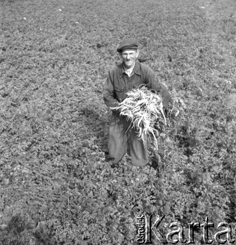 lata 50., Spółdzielnia Produkcyjna w Mrezinie, Polska
Ogrodnik z pietruszką
Fot. Irena Jarosińska, zbiory Ośrodka KARTA
