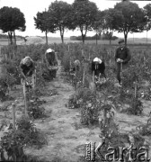 lata 50., Spółdzielnia Produkcyjna w Mrezinie, Polska
Brygada ogrodnicza zrywa pomidory
Fot. Irena Jarosińska, zbiory Ośrodka KARTA