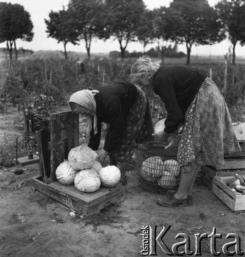 lata 50., Spółdzielnia Produkcyjna w Mrezinie, Polska
Ważenie kapusty
Fot. Irena Jarosińska, zbiory Ośrodka KARTA