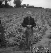 lata 50., Spółdzielnia Produkcyjna w Mrezinie, Polska
Dziewczyna z koszami pomidorów
Fot. Irena Jarosińska, zbiory Ośrodka KARTA