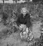 lata 50., Spółdzielnia Produkcyjna w Mrezinie, Polska
Dziewczyna z koszem pomidorów
Fot. Irena Jarosińska, zbiory Ośrodka KARTA