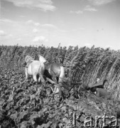 lata 50., Spółdzielnia Produkcyjna Kąty, Polska
Koszenie konopi i naprawa kosiarki
Fot. Irena Jarosińska, zbiory Ośrodka KARTA