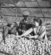lata 50., Libertowa, Polska
Agronom, przewodniczący i ogrodnik w szklarni
Fot. Irena Jarosińska, zbiory Ośrodka KARTA