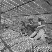 lata 50., Libertowa, Polska
Agronom, przewodniczący i ogrodnik w szklarni
Fot. Irena Jarosińska, zbiory Ośrodka KARTA