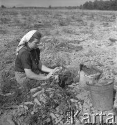 lata 50., Wilczków, Polska
Przebieranie marchwi
Fot. Irena Jarosińska, zbiory Ośrodka KARTA