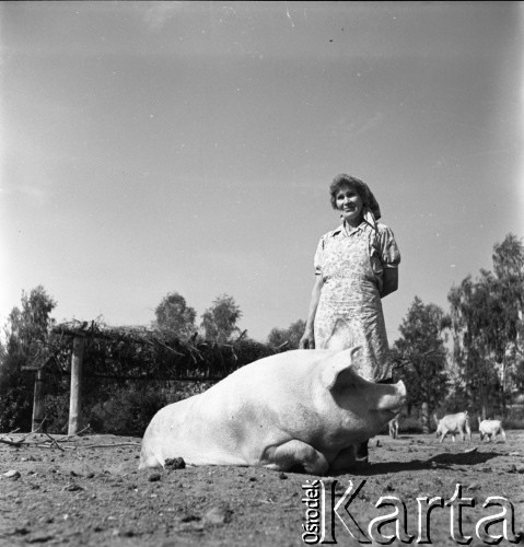 lata 50., Olszewka, Polska
Chlewmistrzyni ze świnią w okólniku
Fot. Irena Jarosińska, zbiory Ośrodka KARTA