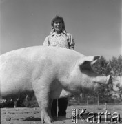 lata 50., Olszewka, Polska
Chlewmistrzyni ze świnią w okólniku
Fot. Irena Jarosińska, zbiory Ośrodka KARTA