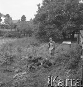 lata 50., Spółdzielnia Produkcyjna w Mrezinie, Polska
