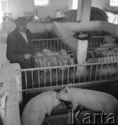 lata 50., Spółdzielnia Produkcyjna w Mrezinie, Polska
