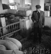 lata 50., Spółdzielnia Produkcyjna w Mrezinie, Polska
