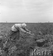 lata 50., Spółdzielnia Produkcyjna w Mrezinie, Polska
