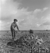 lata 50., Polska
Zbiory buraka cukrowego
Fot. Irena Jarosińska, zbiory Ośrodka KARTA