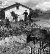 lata 50., Polska
Zbiory buraka cukrowego - wkładanie liści buraków do silosu
Fot. Irena Jarosińska, zbiory Ośrodka KARTA