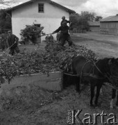 lata 50., Polska
Zbiory buraka cukrowego - wkładanie liści buraków do silosu
Fot. Irena Jarosińska, zbiory Ośrodka KARTA