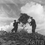 lata 50., Polska
Zbiory buraka cukrowego - wkładanie liści buraków do silosu
Fot. Irena Jarosińska, zbiory Ośrodka KARTA