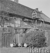 lata 50-te, Polska
Dawne czworaki w okolicach PGR-u Rola.
Fot. Irena Jarosińska, zbiory Ośrodka KARTA