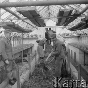 lata 50-te, Stara Wieś, Polska
Praca w szklarni
Fot. Irena Jarosińska, zbiory Ośrodka KARTA