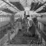 lata 50-te, Stara Wieś, Polska
Praca w szklarni
Fot. Irena Jarosińska, zbiory Ośrodka KARTA