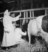 1954, Kokoszkowy, Polska
Rolniczy Zespół Spółdzielni 