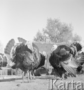 1953, Czuryły, Polska
Indyki
Fot. Irena Jarosińska, zbiory Ośrodka KARTA