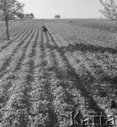 1953, Czuryły, Polska
Rolnik kontroluje jakość buraków.
Fot. Irena Jarosińska, zbiory Ośrodka KARTA