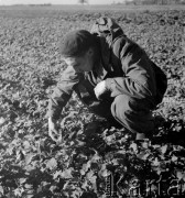 1953, Czuryły, Polska
Rolnik kontroluje jakość buraków.
Fot. Irena Jarosińska, zbiory Ośrodka KARTA