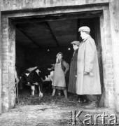 lata 50-te, okolice Rawy Mazowieckiej, Polska
Przedstawiciel Gminnej Rady Narodowej w czasie inspekcji w oborze.
Fot. Irena Jarosińska, zbiory Ośrodka KARTA.