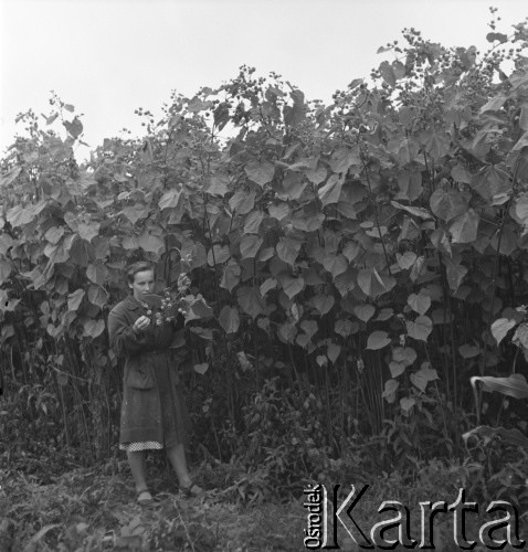 lata 50., Puławy, Polska
