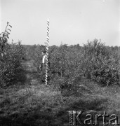 lata 50-te, Puławy, Polska
Mężczyna w sadzie.
Fot. Irena Jarosińska, zbiory Ośrodka KARTA