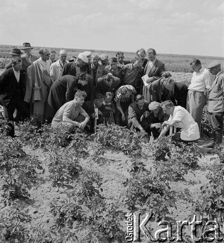 lata 50-te, Poświętne, Polska
Korespondenci Gromady i Rolnika Polskiego wizytują Instytut Uprawy Nawożenia i Gleboznawstwa.
Fot. Irena Jarosińska, zbiory Ośrodka KARTA