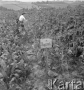 lata 50-te, Krościenko, Polska
Uprawa doświadczalna pachnotki
Fot. Irena Jarosińska, zbiory Ośrodka KARTA