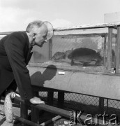 1954, Lublin, Polska
Centralna Wystawa Rolnicza - mężczyzna ogląda karpie.
Fot. Irena Jarosińska, zbiory Ośrodka KARTA