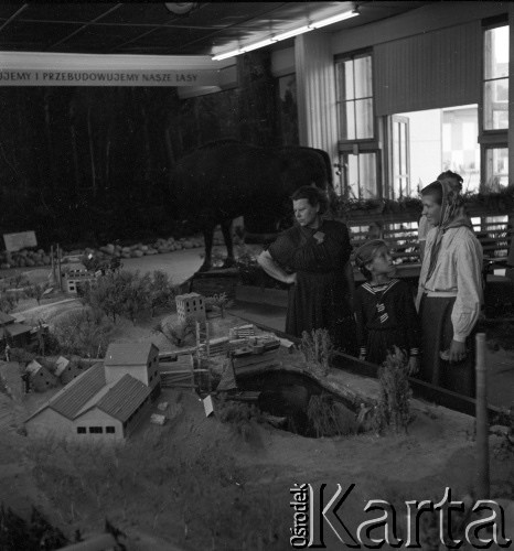 1954, Lublin, Polska
Centralna Wystawa Rolnicza - ekspozycja poświęcona leśnictwu.
Fot. Irena Jarosińska, zbiory Ośrodka KARTA