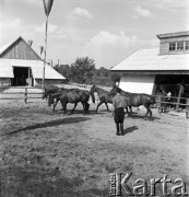 1954, Lublin, Polska
Centralna Wystawa Rolnicza - wybieg dla koni.
Fot. Irena Jarosińska, zbiory Ośrodka KARTA