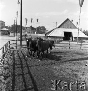 1954, Lublin, Polska
Centralna Wystawa Rolnicza - wybieg dla koni.
Fot. Irena Jarosińska, zbiory Ośrodka KARTA